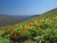 Spring hillside / ***