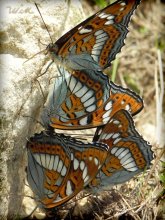 Butterflies on the rocks / ***