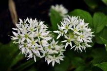 Flowering leek / ***