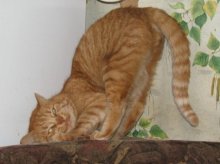 Morning gymnastics / ***