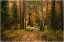 Road in autumn forest. / ***