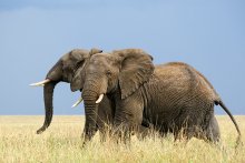 African elephants / ***