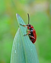beetle leaf beetle Treschalka onion Lilioceris merdigera / ***