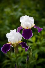 Time irises / ***