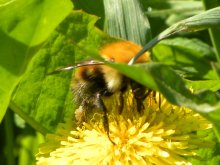 bumblebee-workaholic / ***