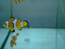 clown fish / ***