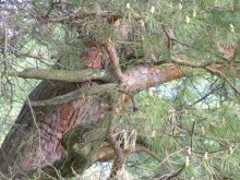 psevdolenivets for dreamers / ***