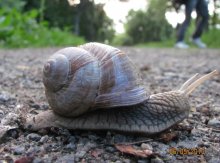 Snail / ***