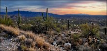 Dabranach, Tucson / ***