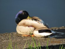 duck / ***