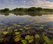 morning and the water lilies / ***