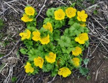 Yellow flowers / ***