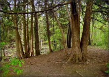 arborvitae / ***