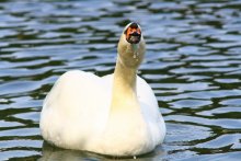 Swan / ***