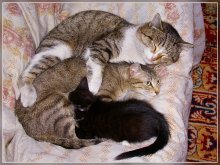 A friendly little family / ***