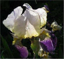 Iris / ***