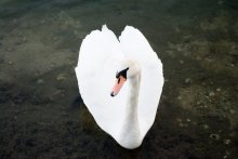 Swan / ***