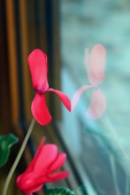 My light, mirror, tell ... / ***