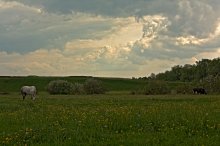 In the meadow to graze ... / ***