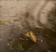 How caterpillar launched into Circumnavigation / ***