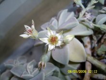 Blooming succulent / ***