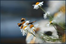 ... And the dancing butterfly friends ... / ***