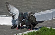 Love and Pigeons / ***