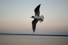 Seagull / ***