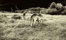 Rural idyll / ***