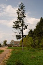 Tree / ***