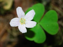 Flower / ***