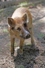boar - Basia! / ***