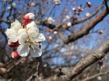 Spring / ***
