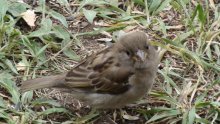 sparrow / ***