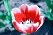 Tulip / ***