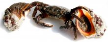 Seafood / ***