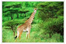 Very long-necked / ***