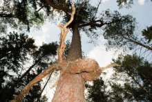 Snag / ***
