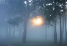 morning in a pine forest / ___________________