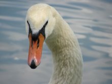 mute swan / ***
