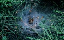 Cave spider / ***