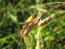 In the grass grasshopper sat ....... / ***