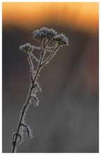Frost (May) / ..........