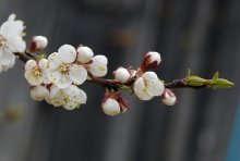 Spring / 123456