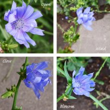chicory / ***