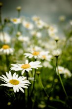 Daisies / *****