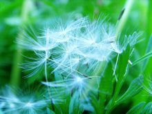 dandelion / ......