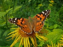 Painted lady / _______
