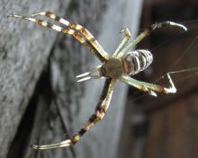 spider. / ***