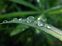 droplets / ***